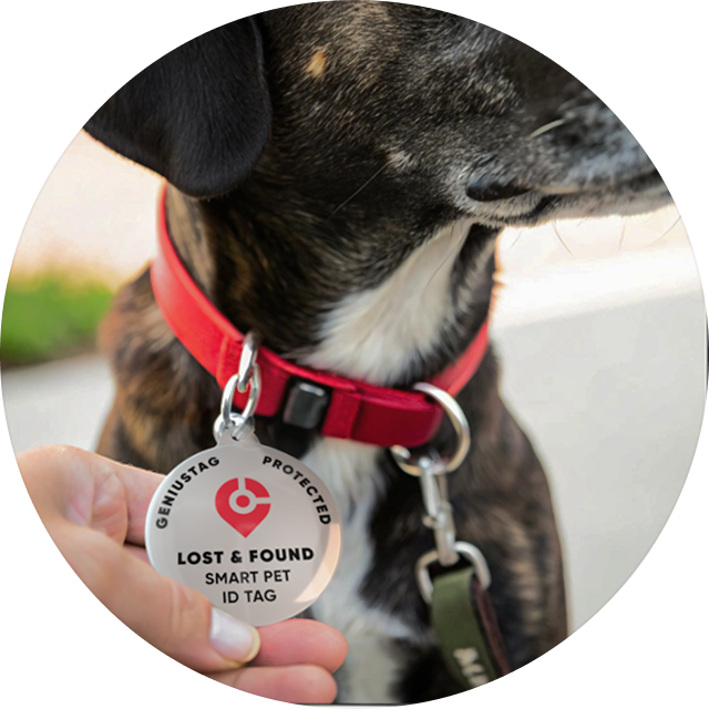 Attach Your Pet Tag