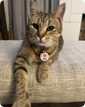 Cat with GeniusTag