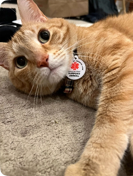 Cat with GeniusTag
