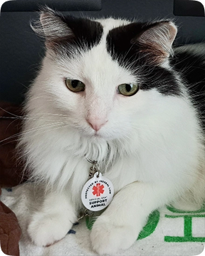 Cat with GeniusTag