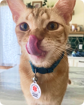 Cat with GeniusTag