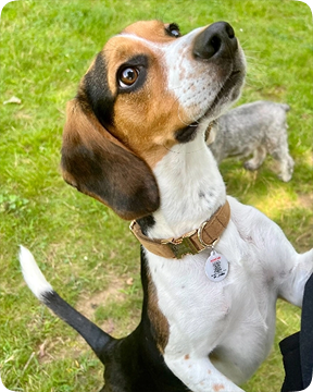 Dog with GeniusTag