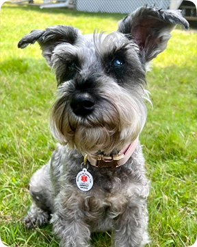 Dog with GeniusTag
