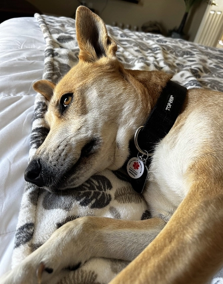 Dog with GeniusTag