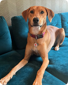 Dog with GeniusTag