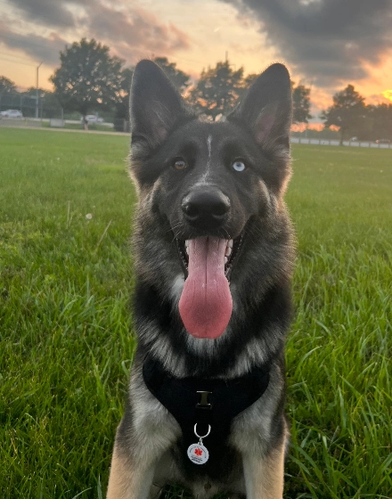 Dog with GeniusTag